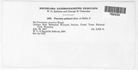 Puccinia palmeri image